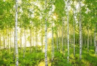 Фотошпалери Komar 8-519 в Украине