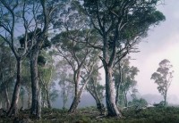 Фотошпалери Komar 8-523 в Украине